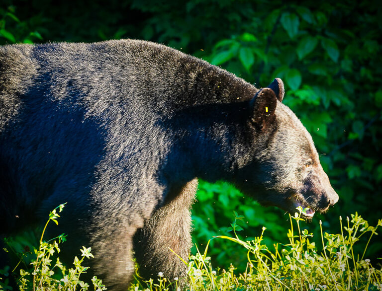 The Return of the Bear